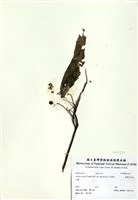 藏品(臺灣百兩金)的圖片